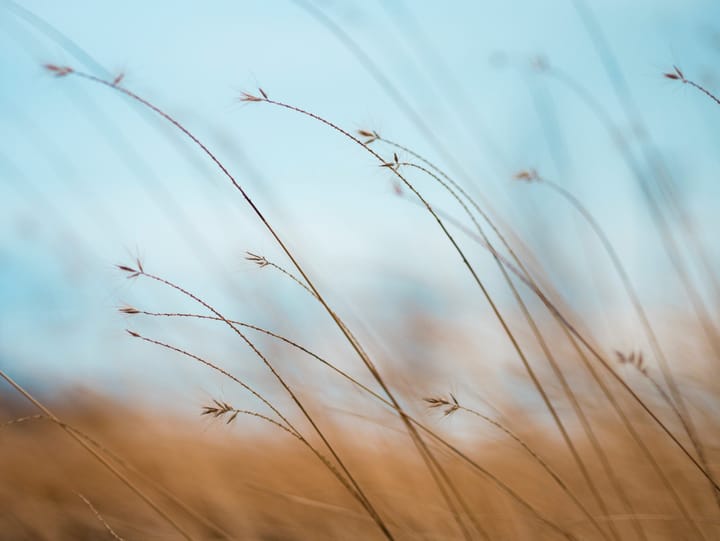 Navigating Difficult Psychedelic Experiences