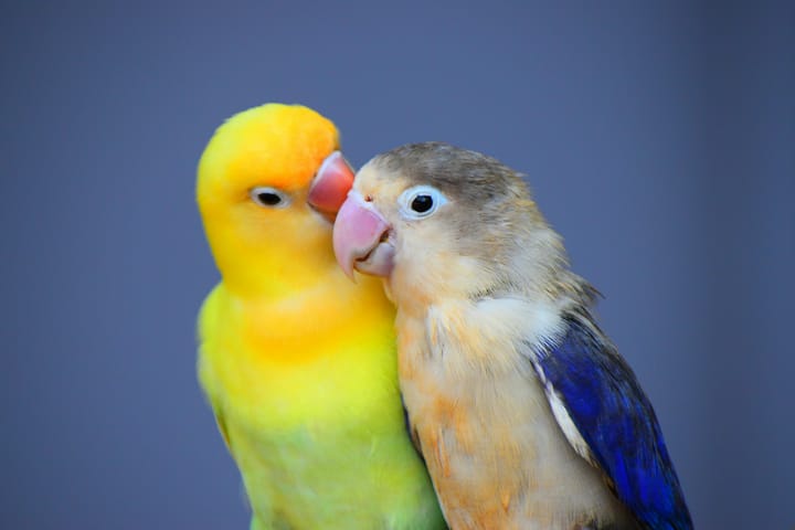 Couples Sound Therapy as a Path to Deeper Connection